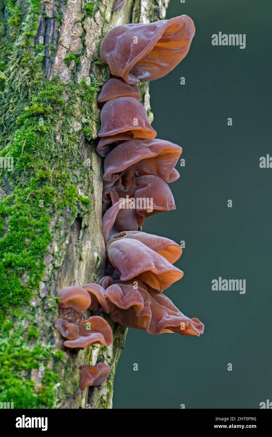 Auricularia Cornea Wikipedia, 60 OFF www.yakimankagbu.ru