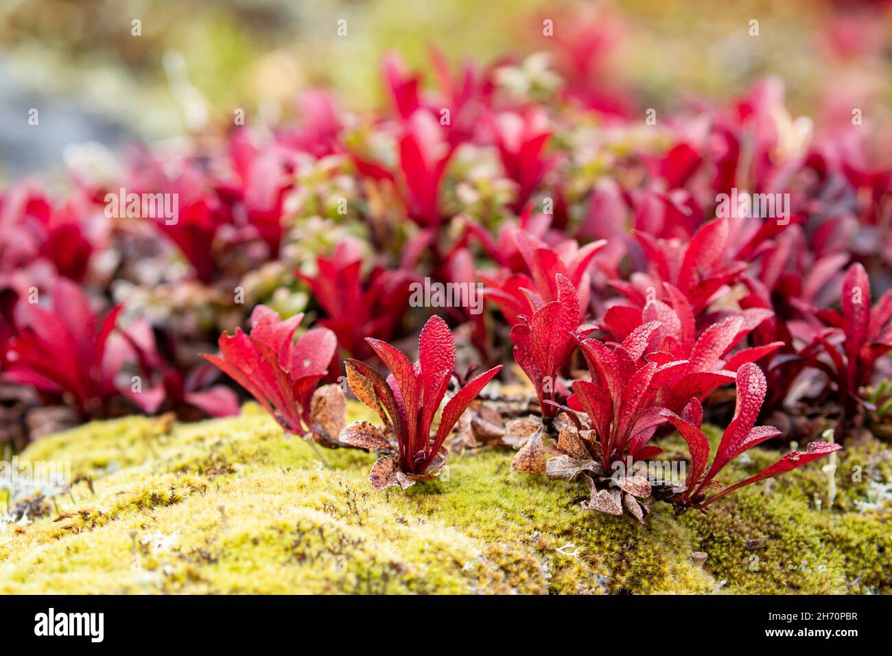 Bright red leaves of Alpine Bearberry (Arctous alpina, Arctostaphylos alpina) growing on a mossy stone during autumn foliage in Northern Finland natu Stock Photo