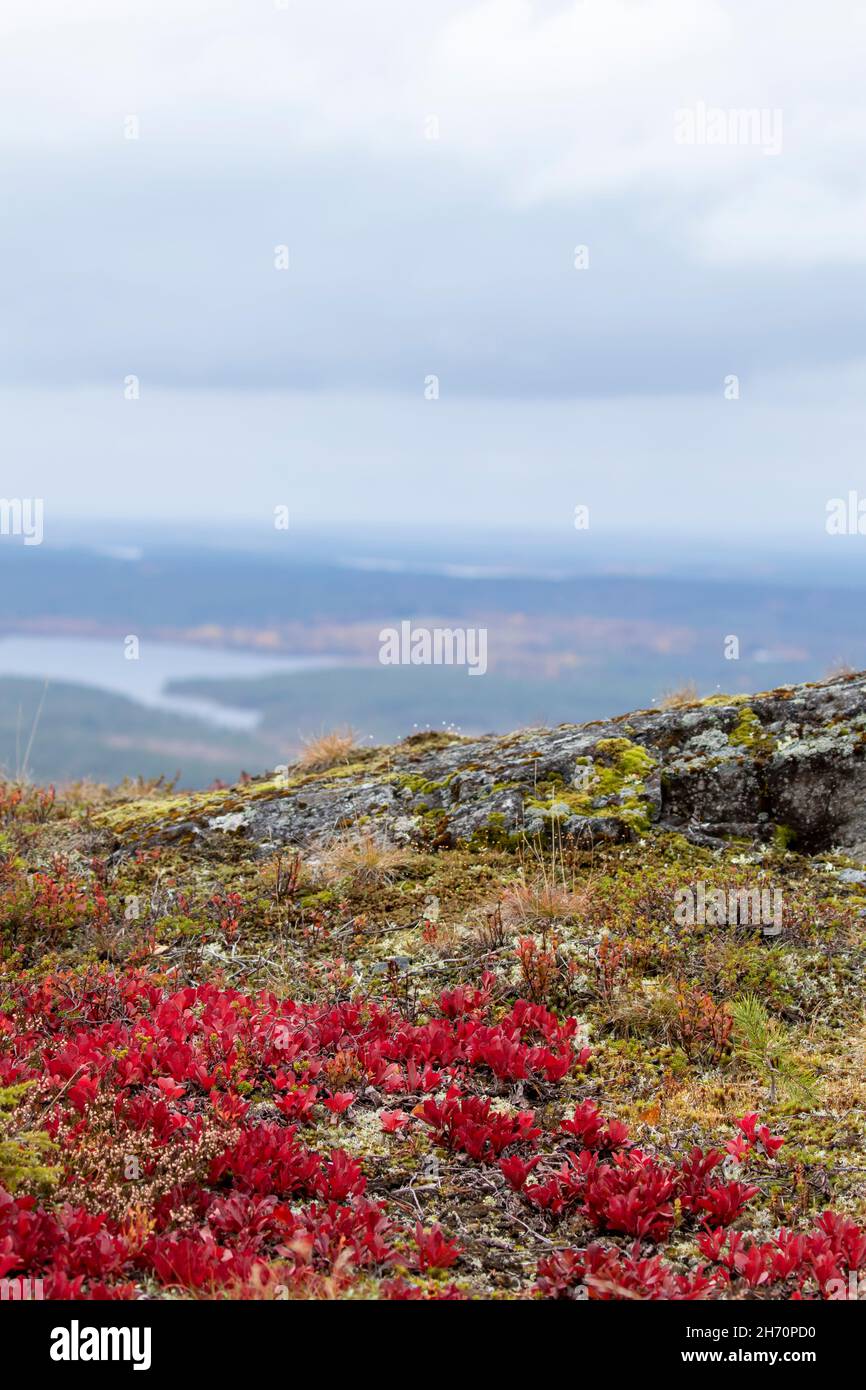 Colorful autumnal view with bright red leaves of Alpine Bearberry (Arctous alpina, Arctostaphylos alpina) on the front from the top of Iivaara hill du Stock Photo