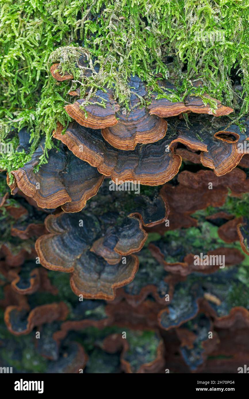 Red-Brown Bristle Disk (Hymenochaete rubiginosa) on an old oak trunk. Germany Stock Photo