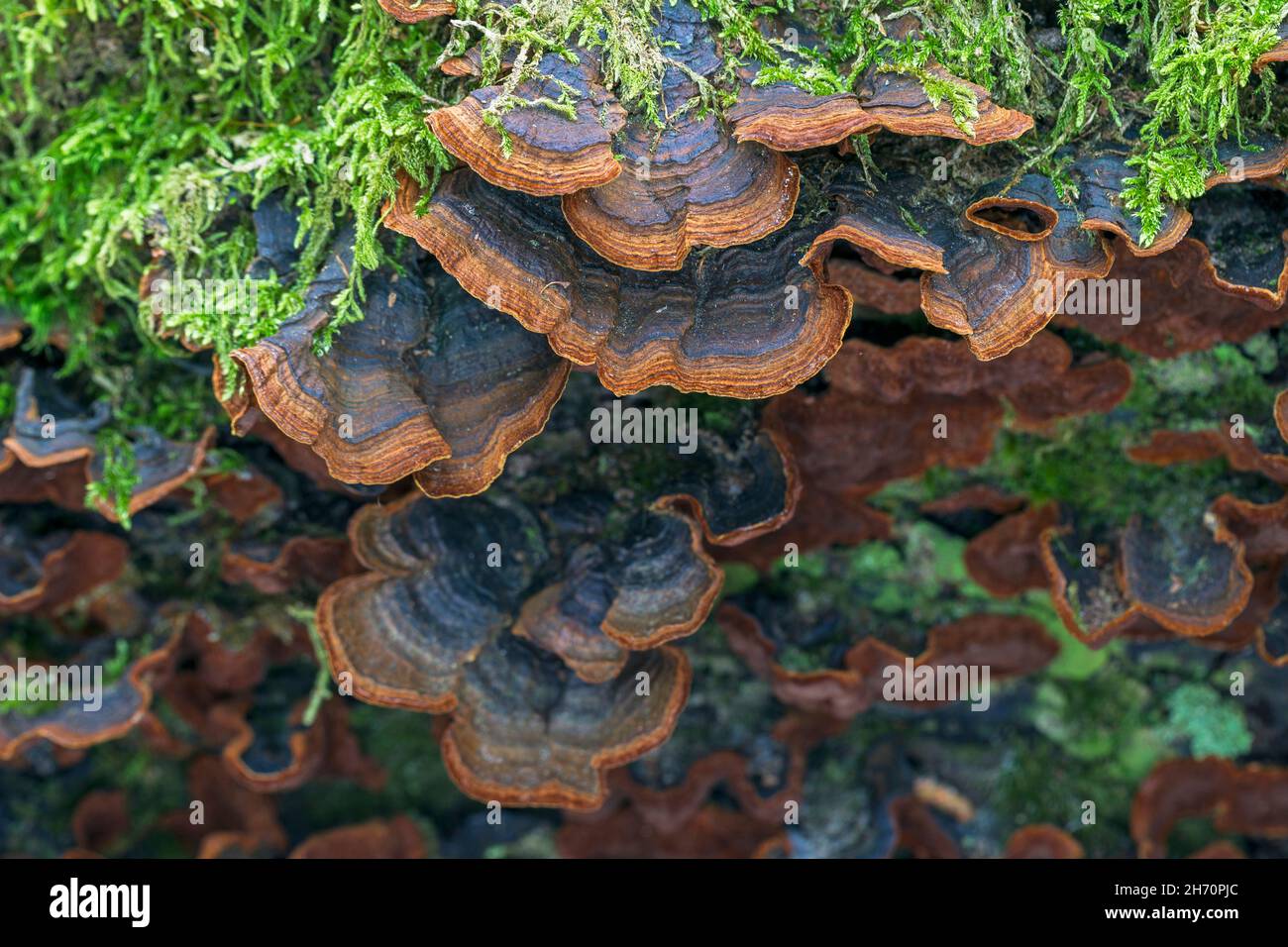 Red-Brown Bristle Disk (Hymenochaete rubiginosa) on an old oak trunk. Germany Stock Photo