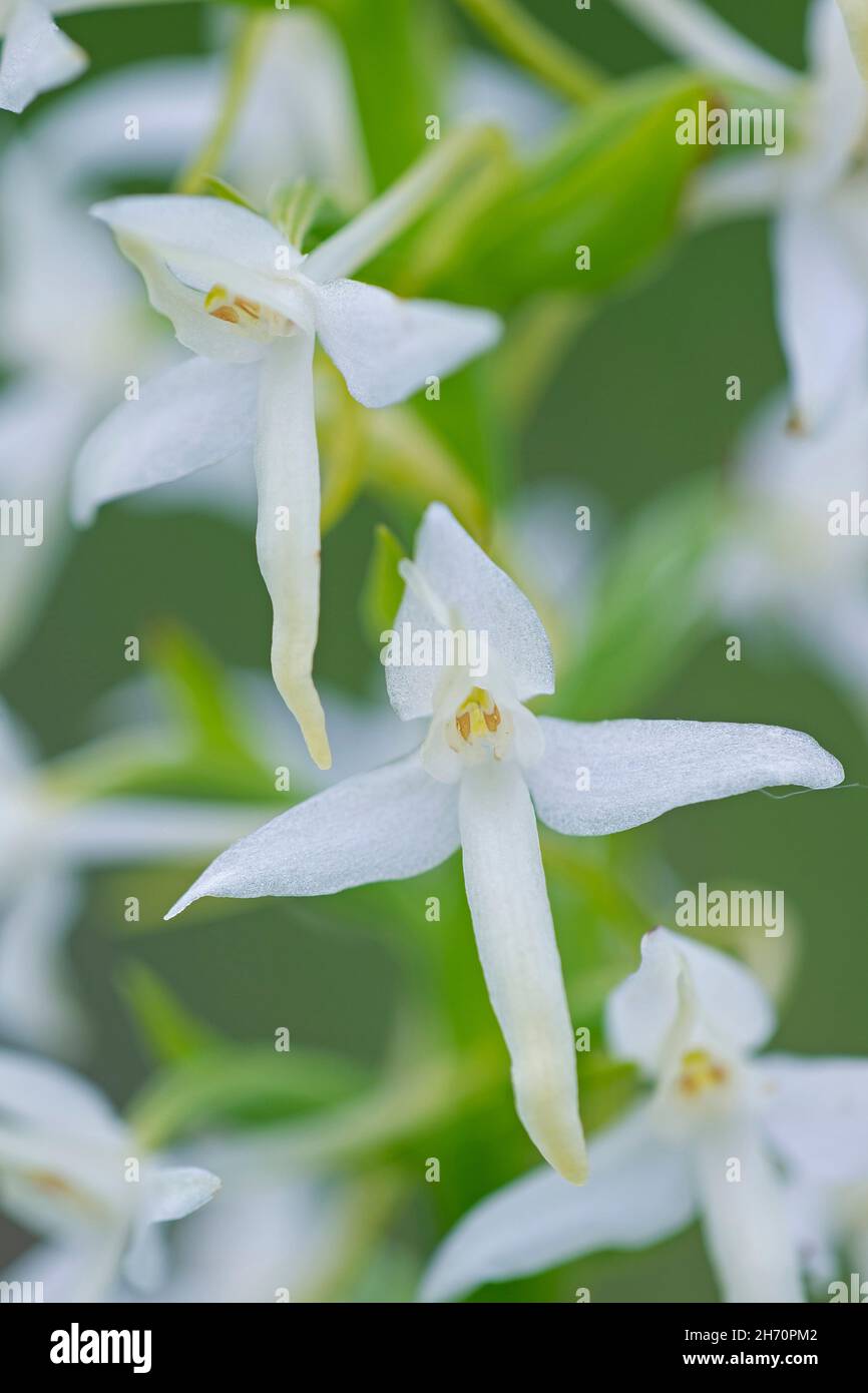 Lesser Butterfly Orchid (Planthantera bifolia). Close-up of flowers. Germany Stock Photo