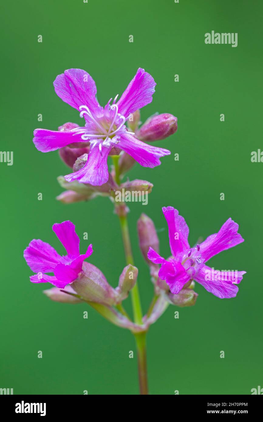 Sticky Catchfly, Clammy Campion (Viscaria vulgaris, Silene viscaria). Close-up of flowers Stock Photo