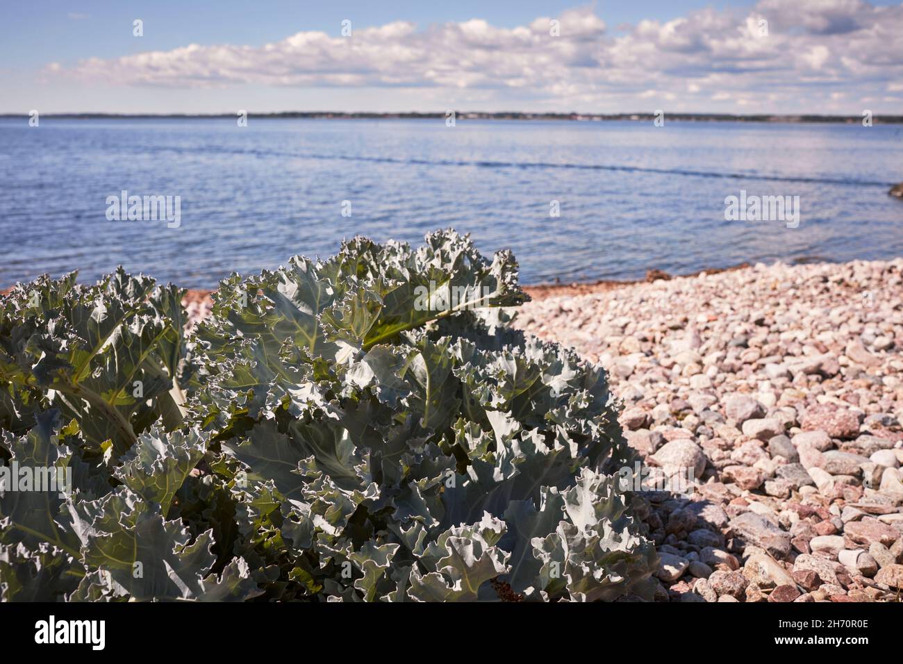 Plants on pebble beach Stock Photo