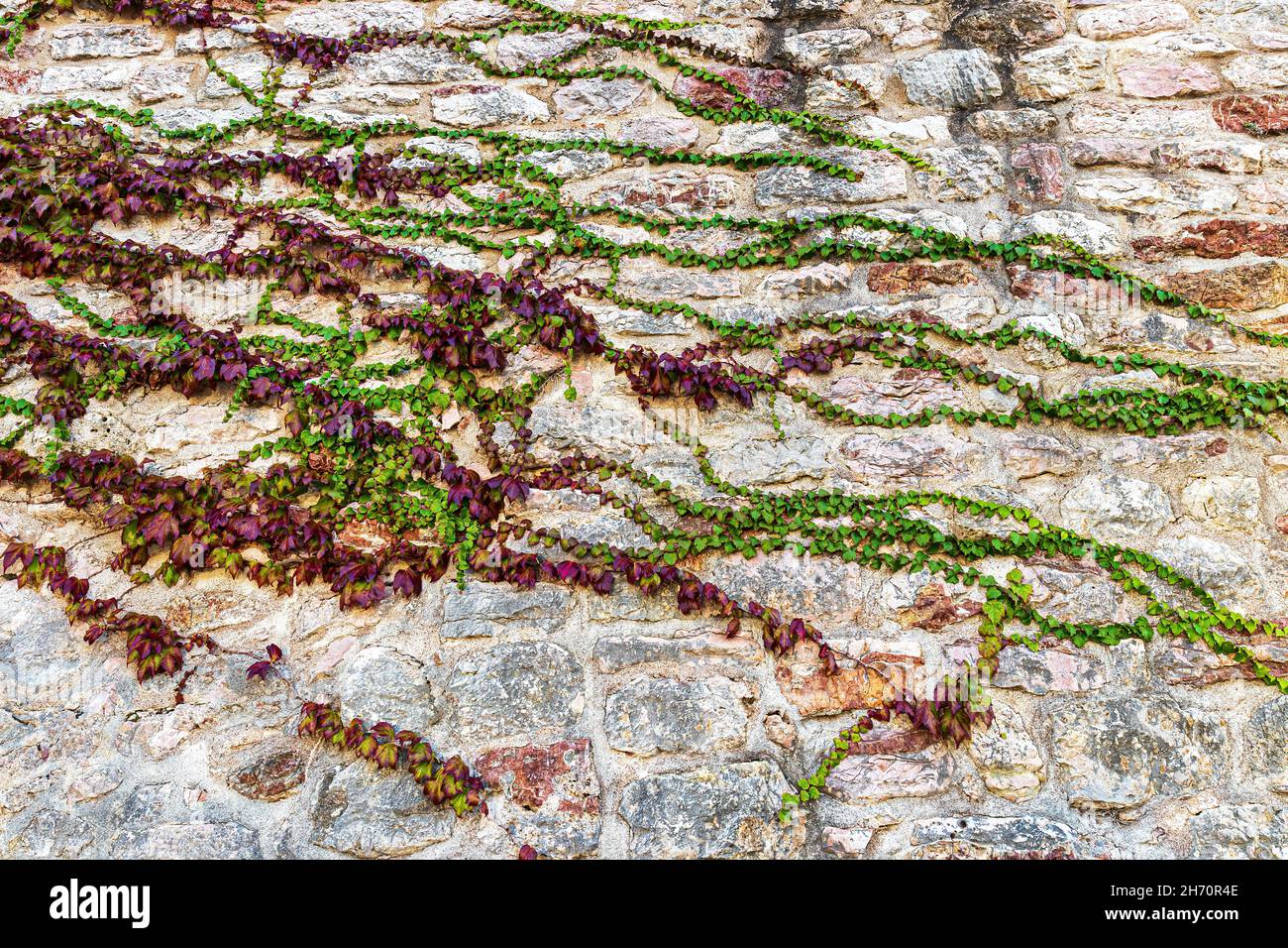 A plant growing on an antique brown stone wall Stock Photo - Alamy