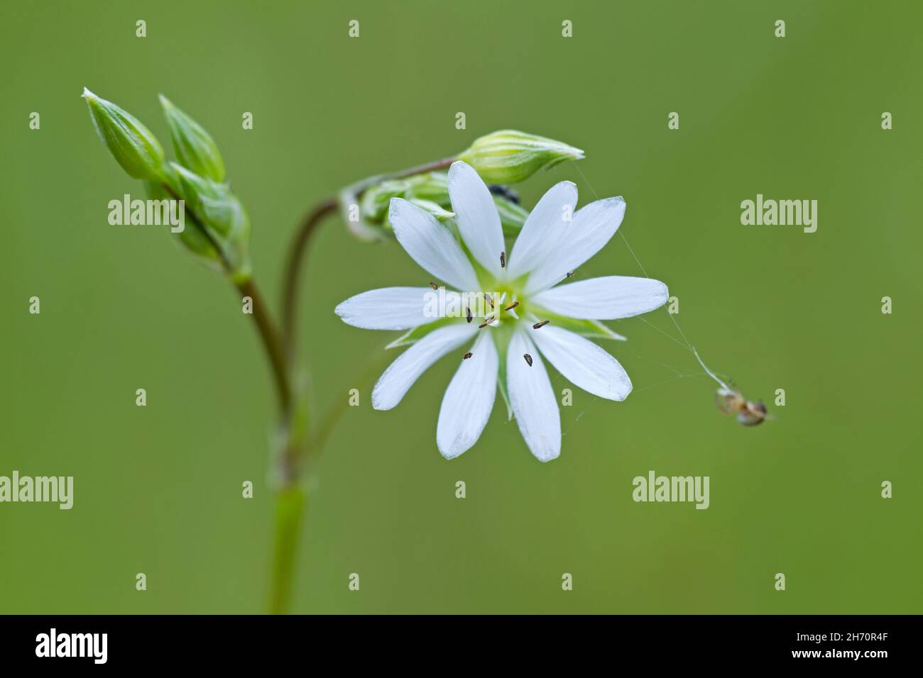 Grassleaf Starwort, Common Stitchwort (Stellaria graminea), flowering stalk. Germany Stock Photo