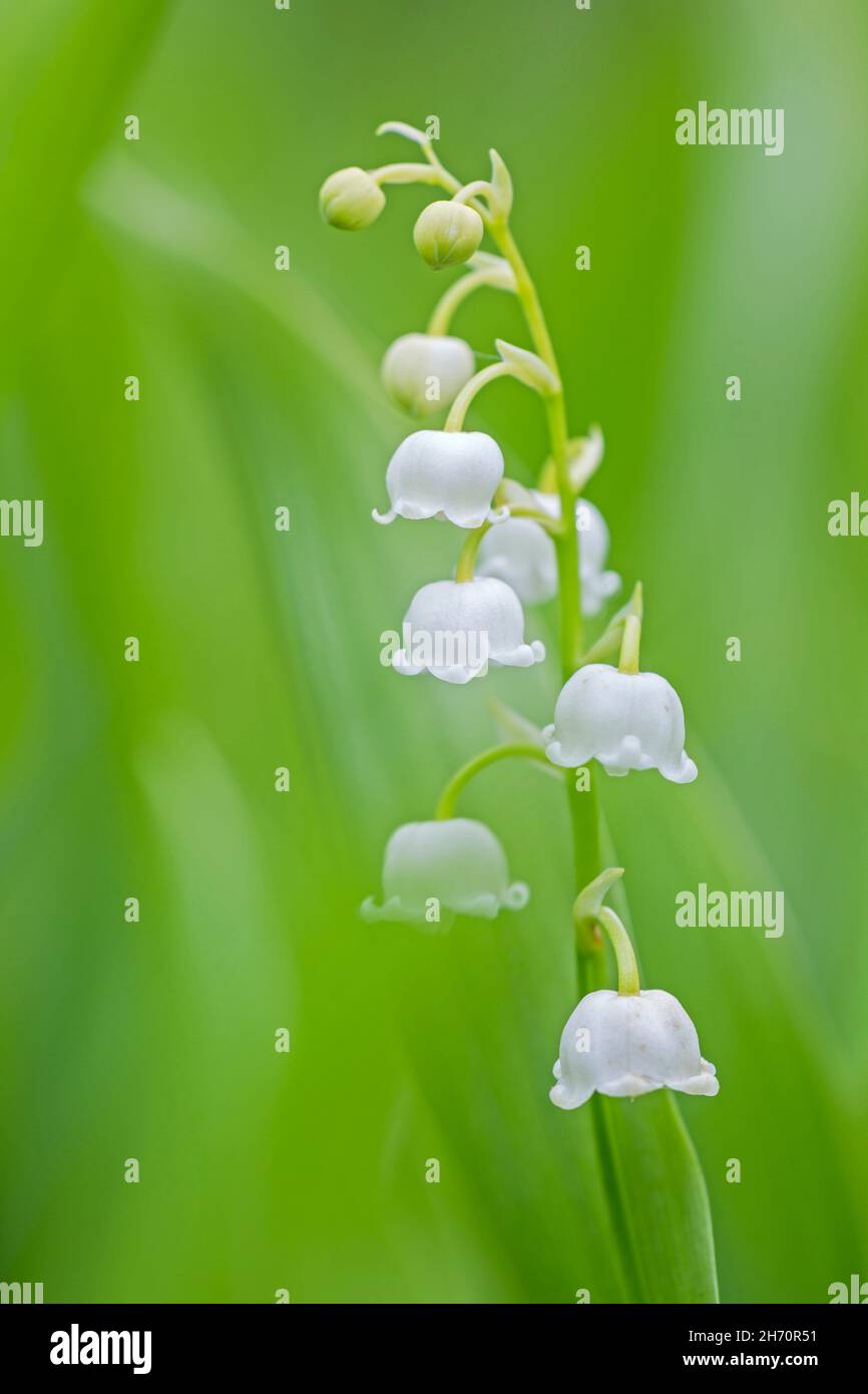 Lily of the Valley (Convallaria majalis). Flowers and leavrs in early summer. Germany Stock Photo