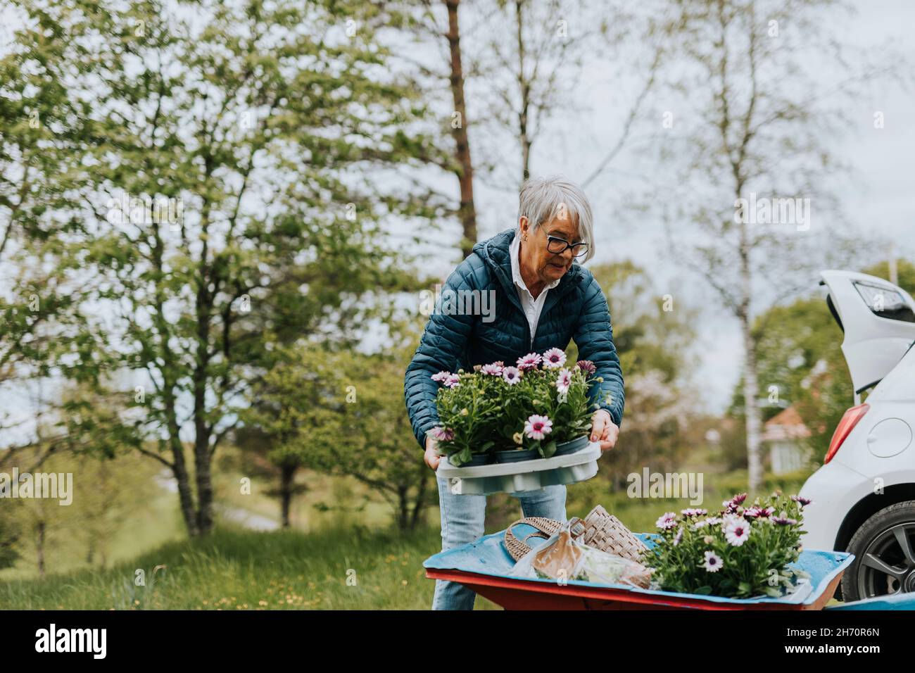 Woman loading flowers on wheelbarrow Stock Photo