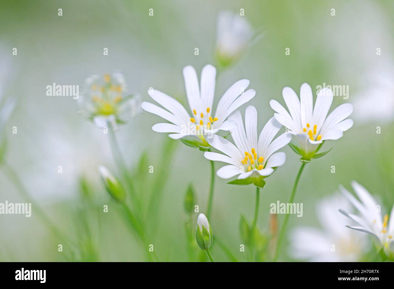 Greater Stitchwort (Stellaria holostea, Rabelera holostea) blooming in spring in a beech forest. Germany Stock Photo