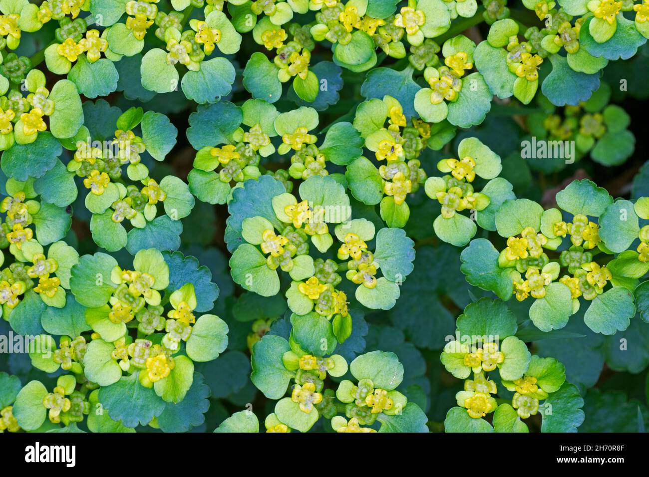 Alternate-leaved Golden Saxifrage (Chrysosplenium alternifolium).Flower carpet on the forest floor. Germany Stock Photo