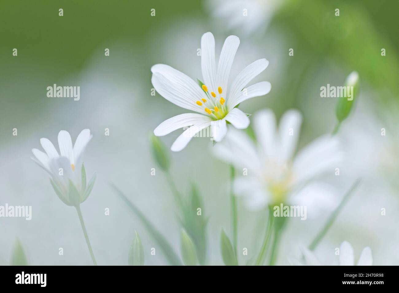 Greater Stitchwort (Stellaria holostea, Rabelera holostea) blooming in spring in a beech forest. Germany Stock Photo