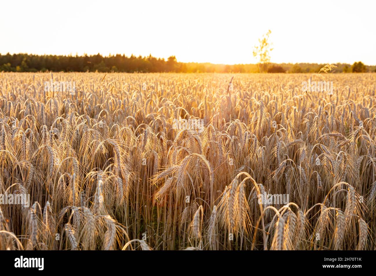 Rye field at sunset Stock Photo