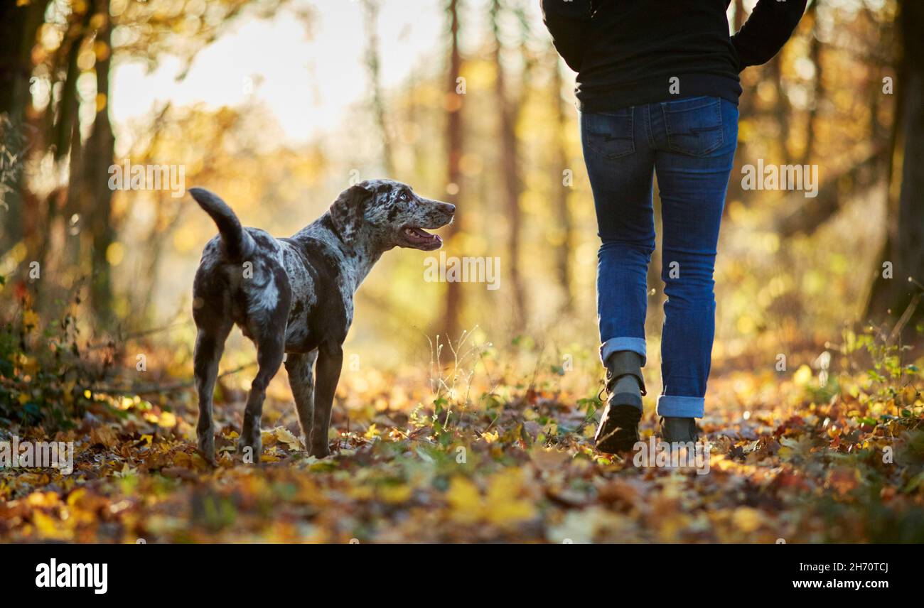 Mixed-breed dog. Adult dog and person walking in a forest in autumn. Germany Stock Photo
