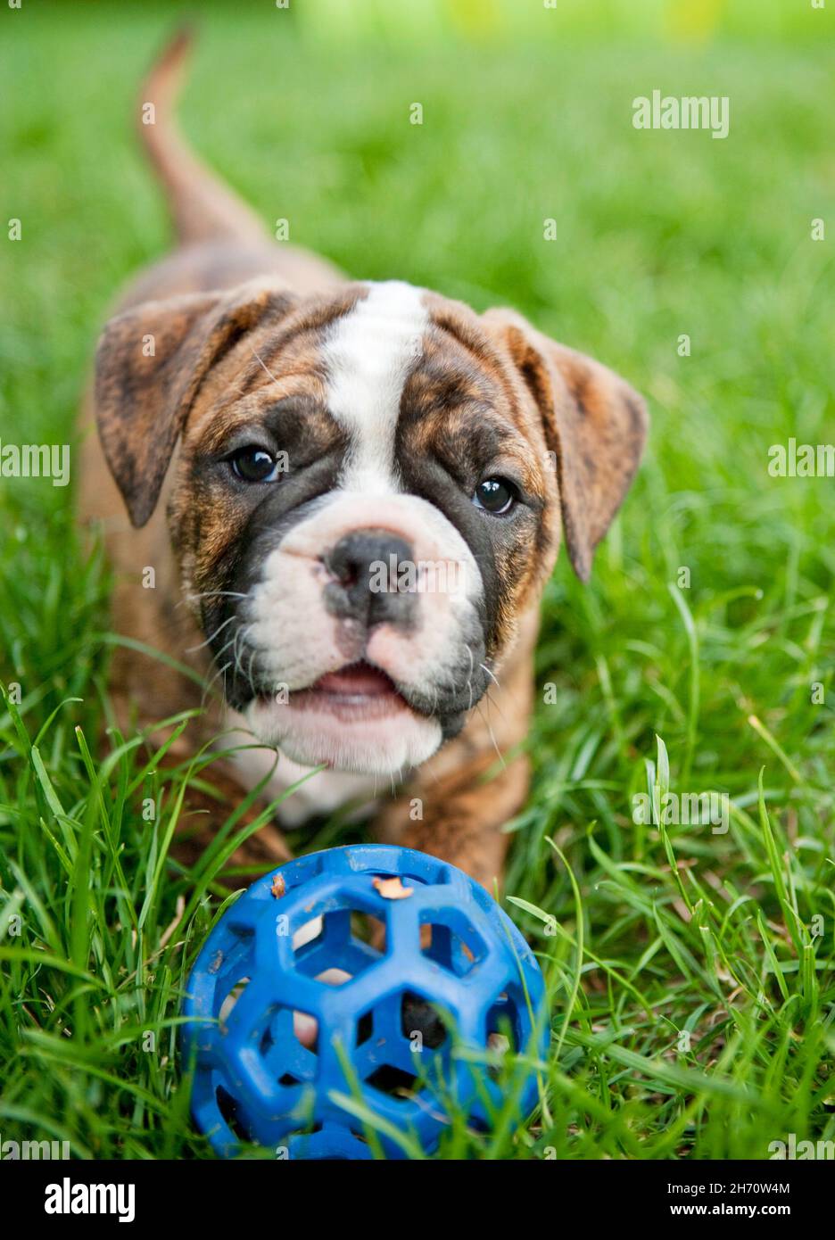 Continental Bulldog, Puppy on a meadow, playing with a ball. Germany Stock Photo