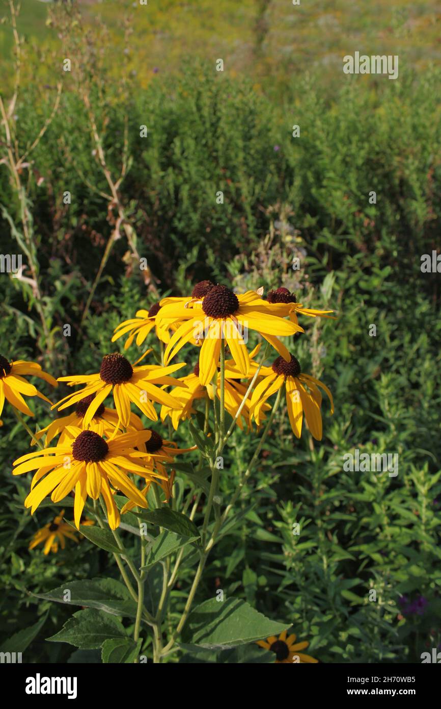 Bright yellow Black Eyed Susan daisy wildflowers growing in the sunny ...