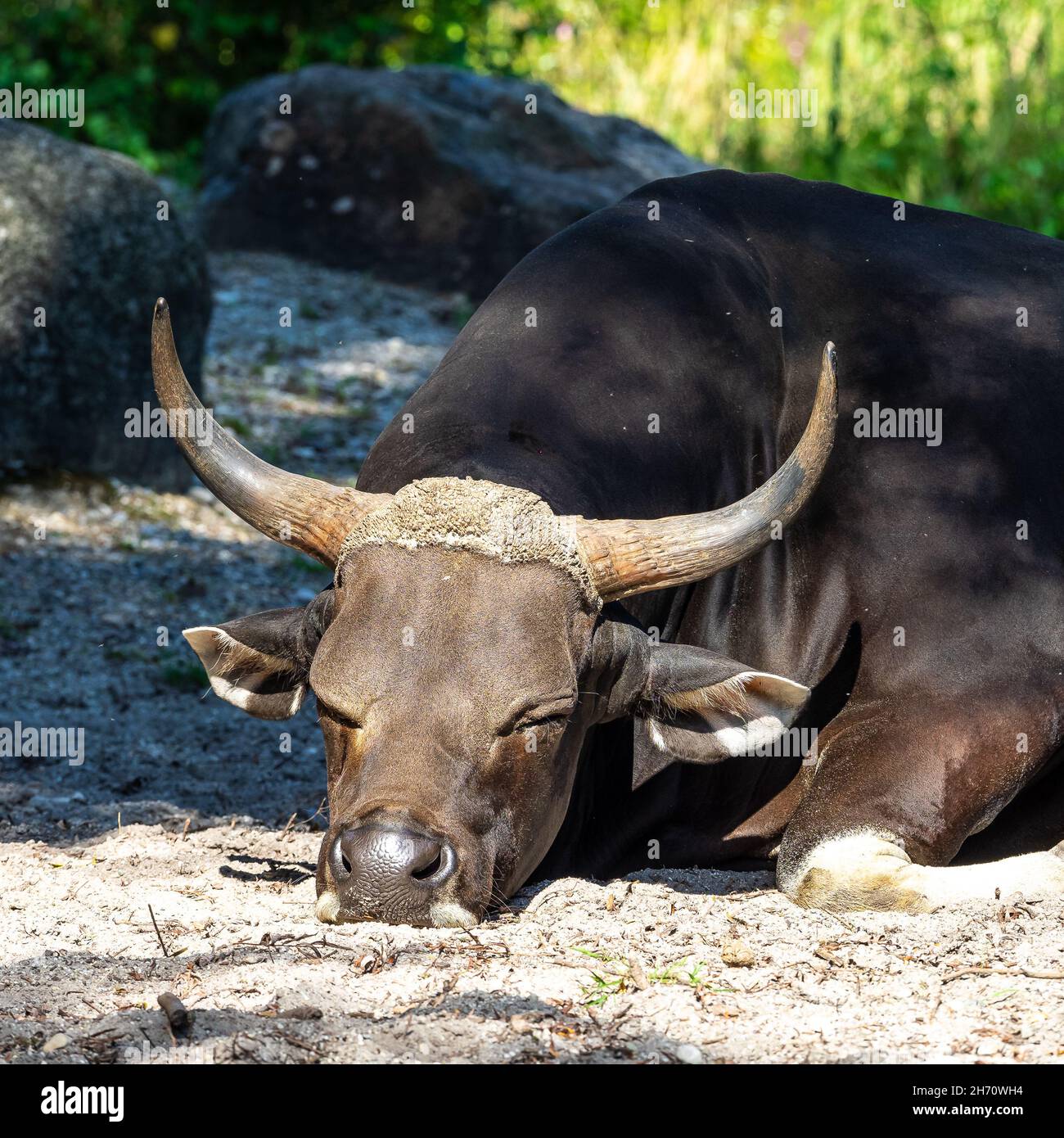 Banteng, Bos javanicus or Red Bull It is a type of wild cattle But there  are key characteristics that are different from cattle and bison: A white  ban Stock Photo - Alamy