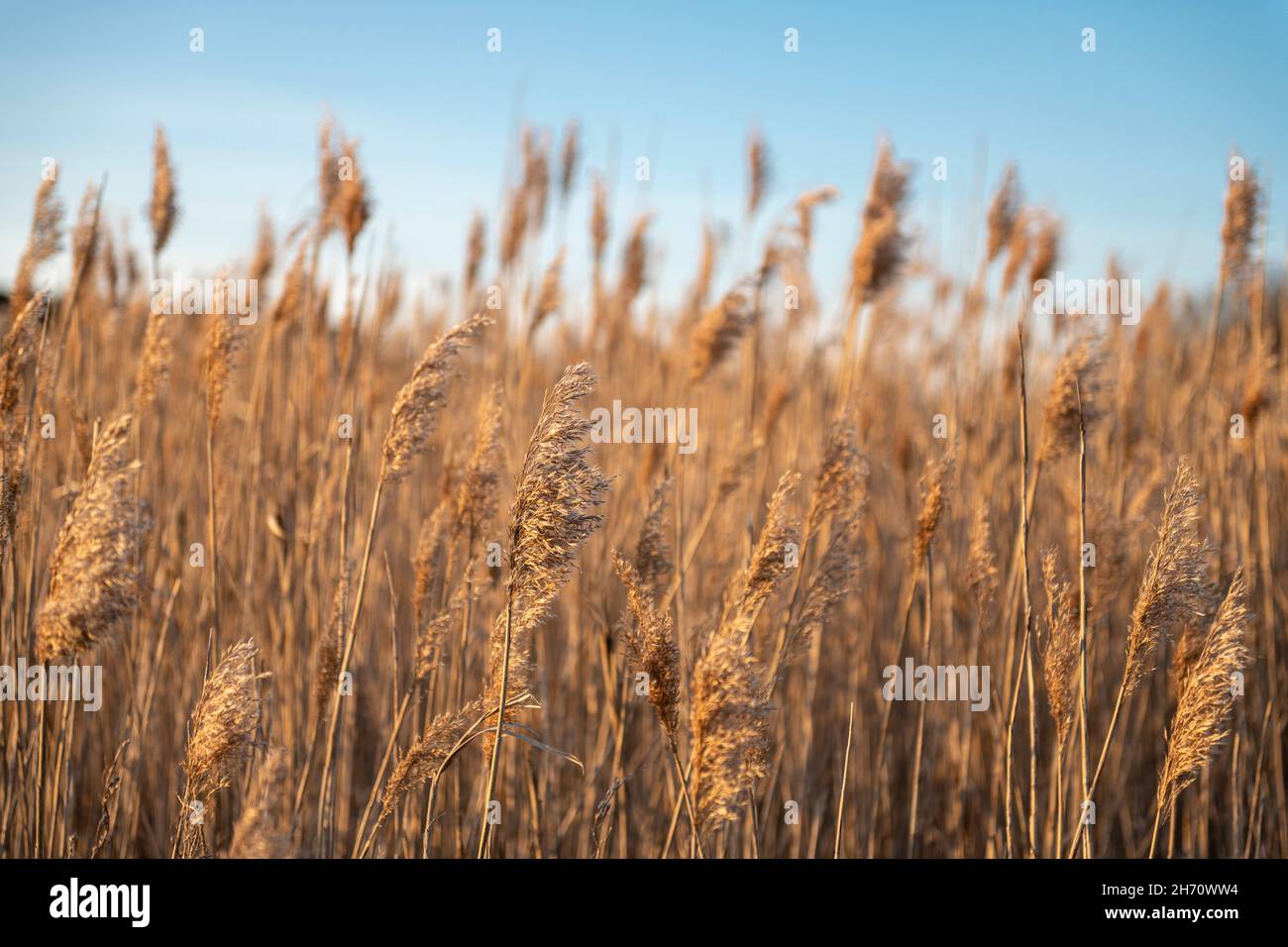 Field of tall grass Stock Photo