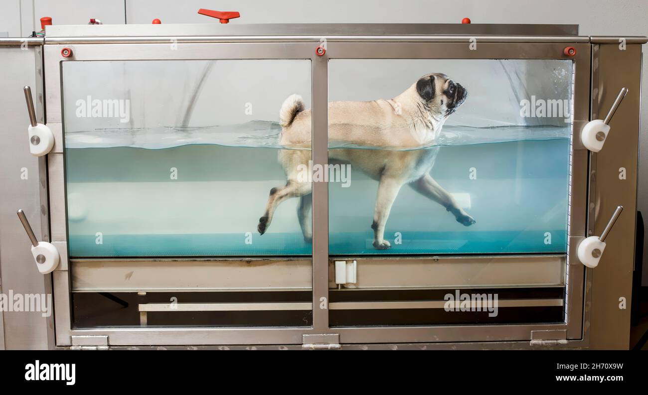 Pug. Adult dog walking in a aquatrainer. Germany. Stock Photo