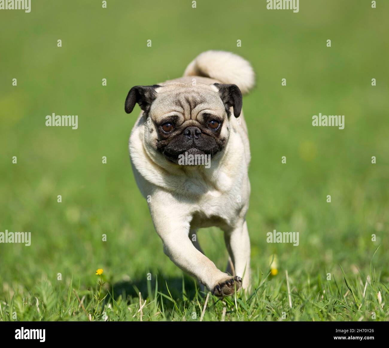 Pug. Adult dog running on meadow. Germany Stock Photo