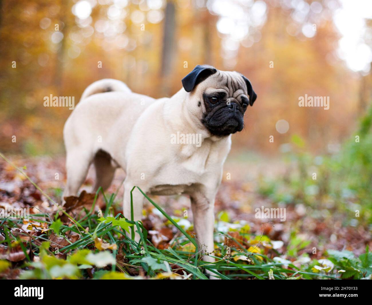 Pug. Adult dog standing in forest in autumn,. germany Stock Photo