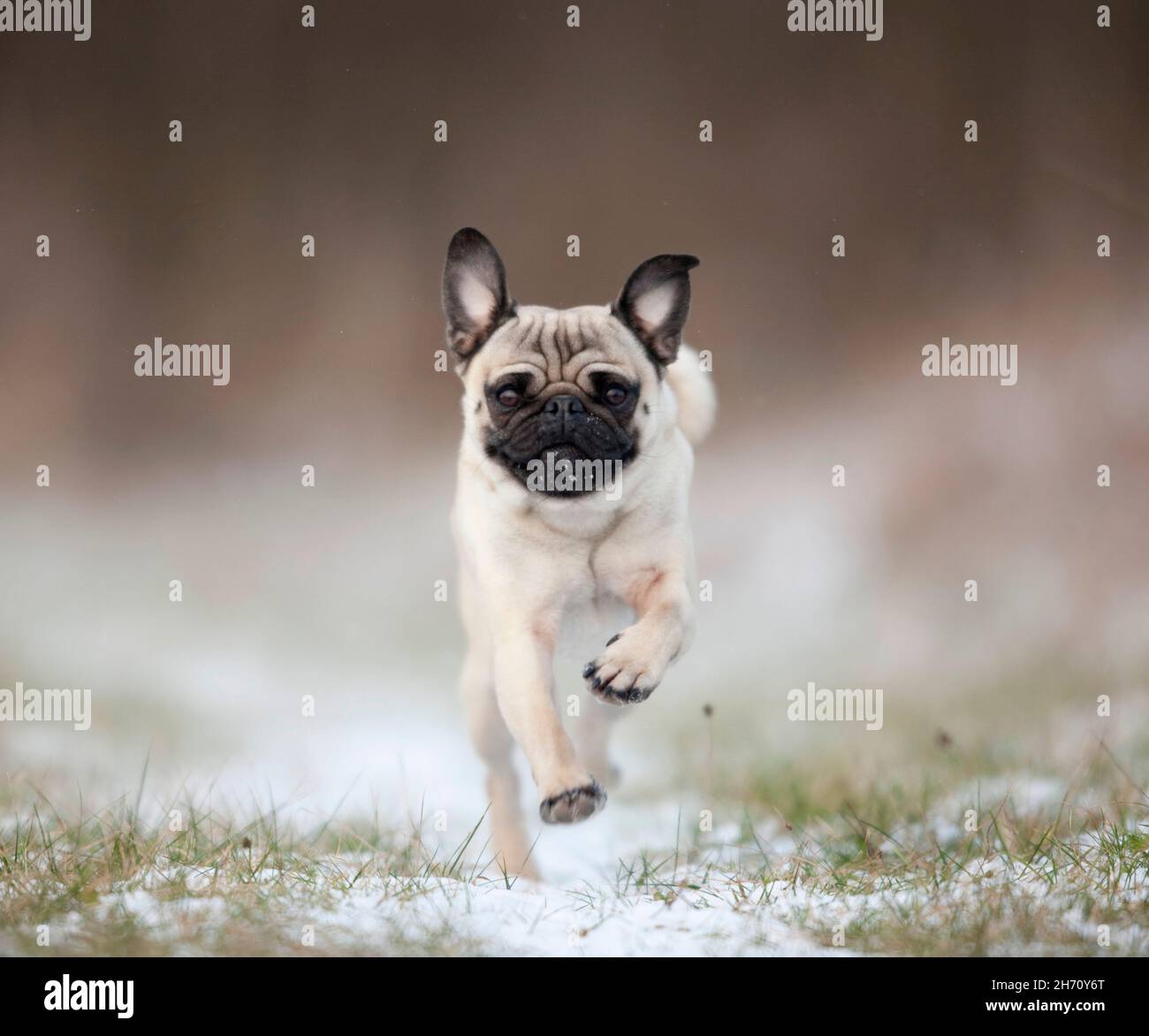 Pug. Adult dog running on snowy meadow. Germany Stock Photo