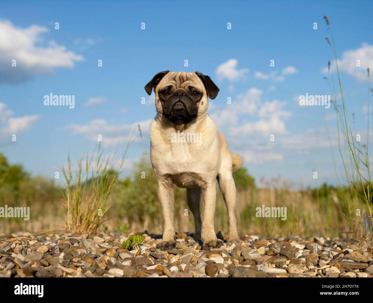 Pug. Adult dog standing at the waters edge. Germany Stock Photo