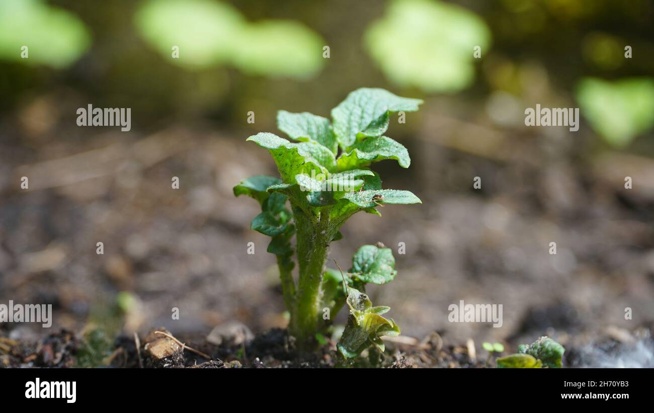 Bonn Germany June 2021 young growing potato plant outside in the soil in natural sunlight Stock Photo