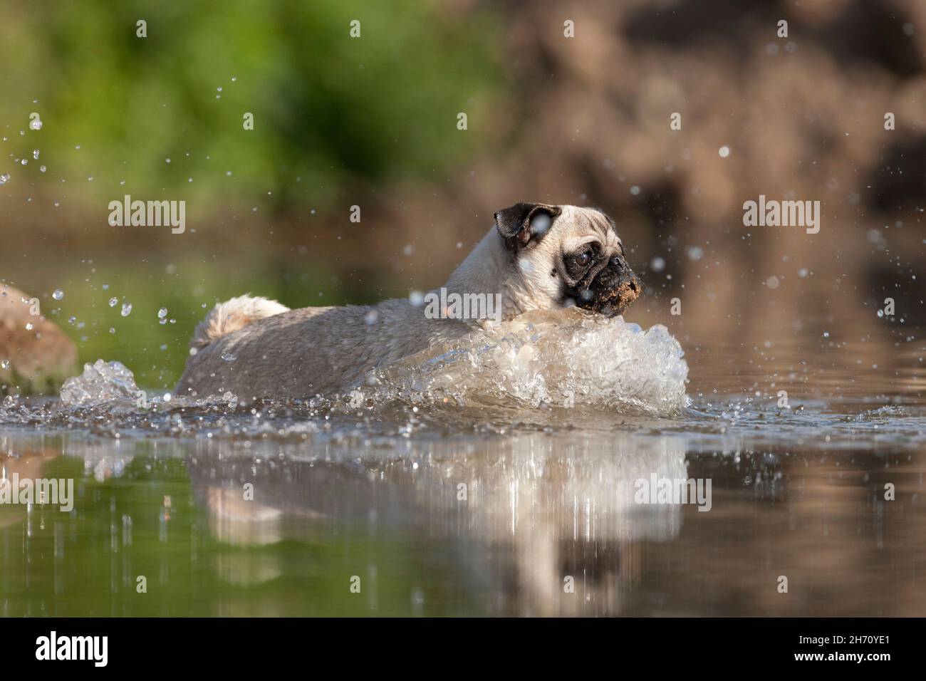 Pug. Adult dog running in water. Germany Stock Photo