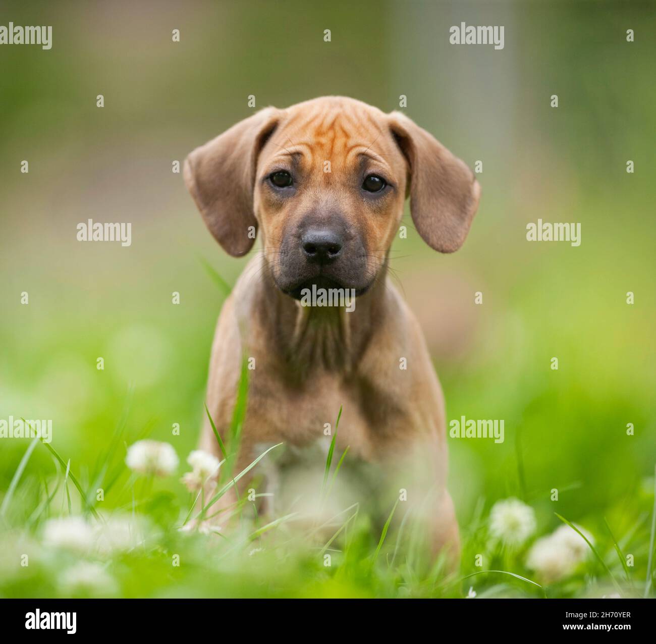 Rhodesian Ridgeback. Puppy sitting in grass. Germany. Stock Photo