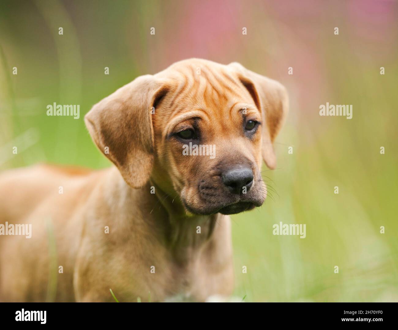 Rhodesian Ridgeback. Portrait of a puppy. Germany. Stock Photo