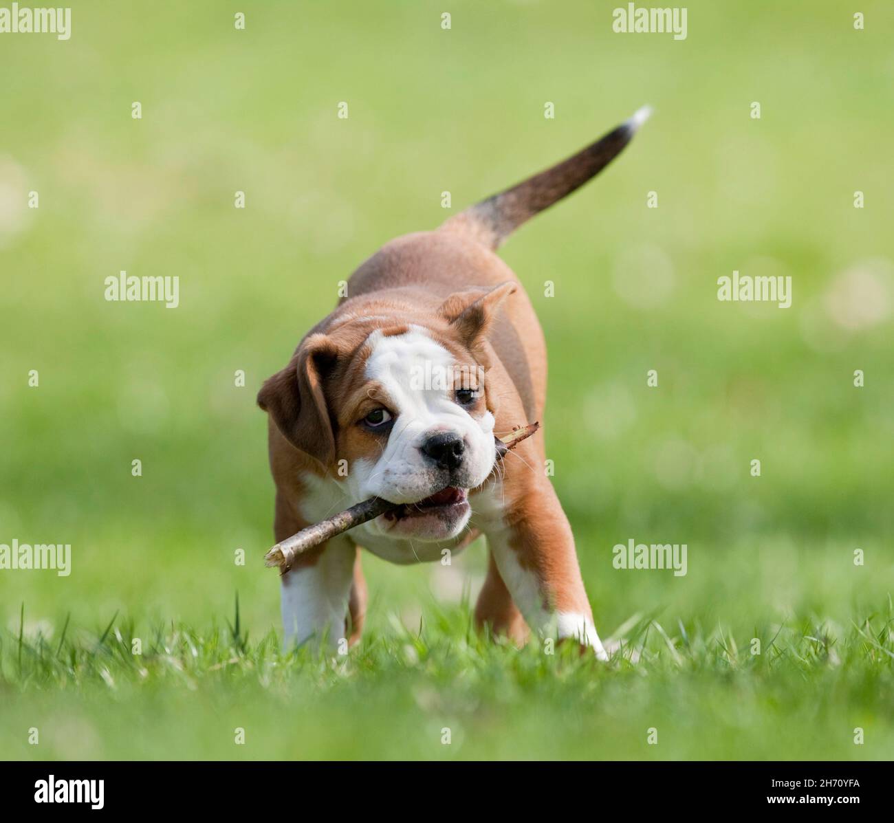 Continental Bulldog, Puppy on a meadow, playing with a stick. Germany Stock Photo