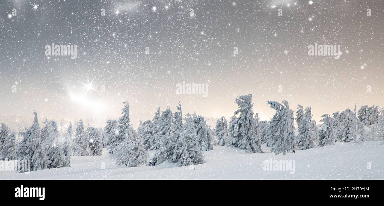 amazing winter wonderland landscape with snowy fir trees Stock Photo ...