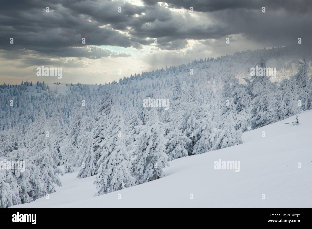 amazing winter wonderland landscape with snowy fir trees Stock Photo ...