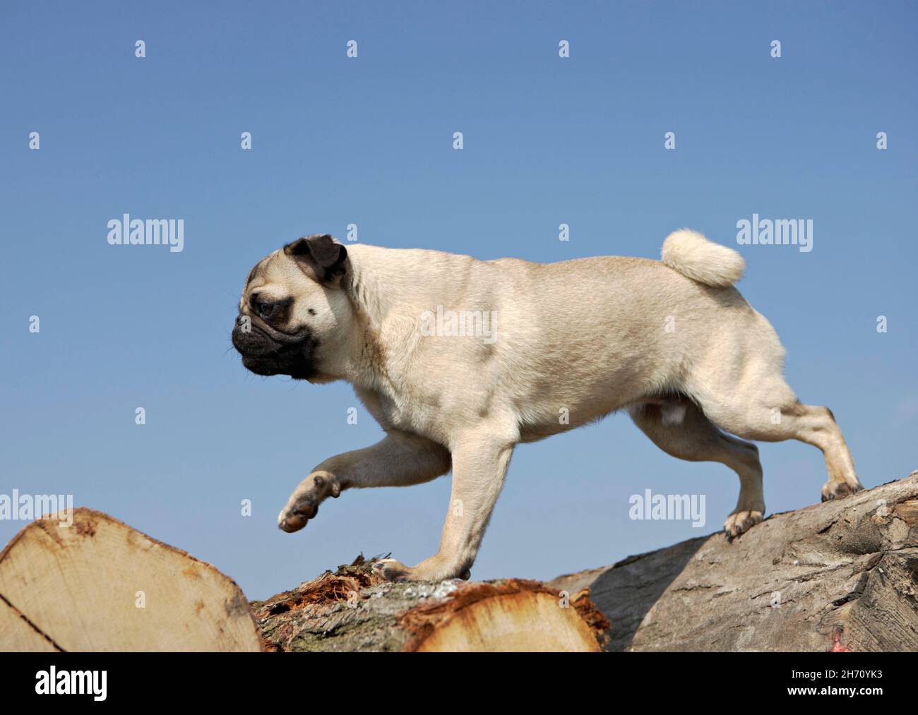 Pug. An adult dog is balancing over a pile of wood... Stock Photo