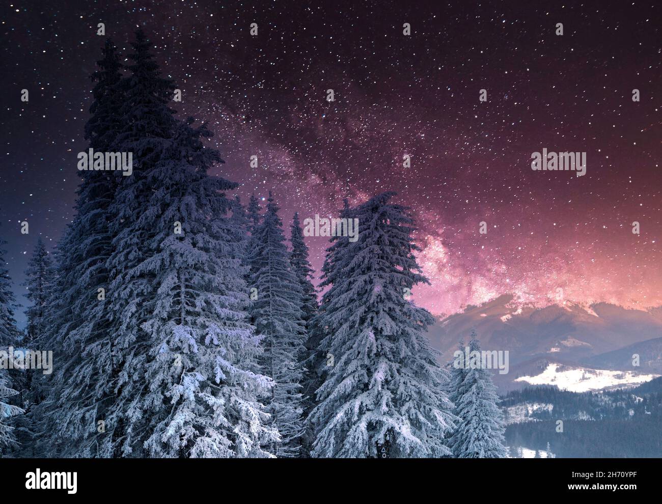 amazing winter wonderland landscape with snowy fir trees at night Stock ...