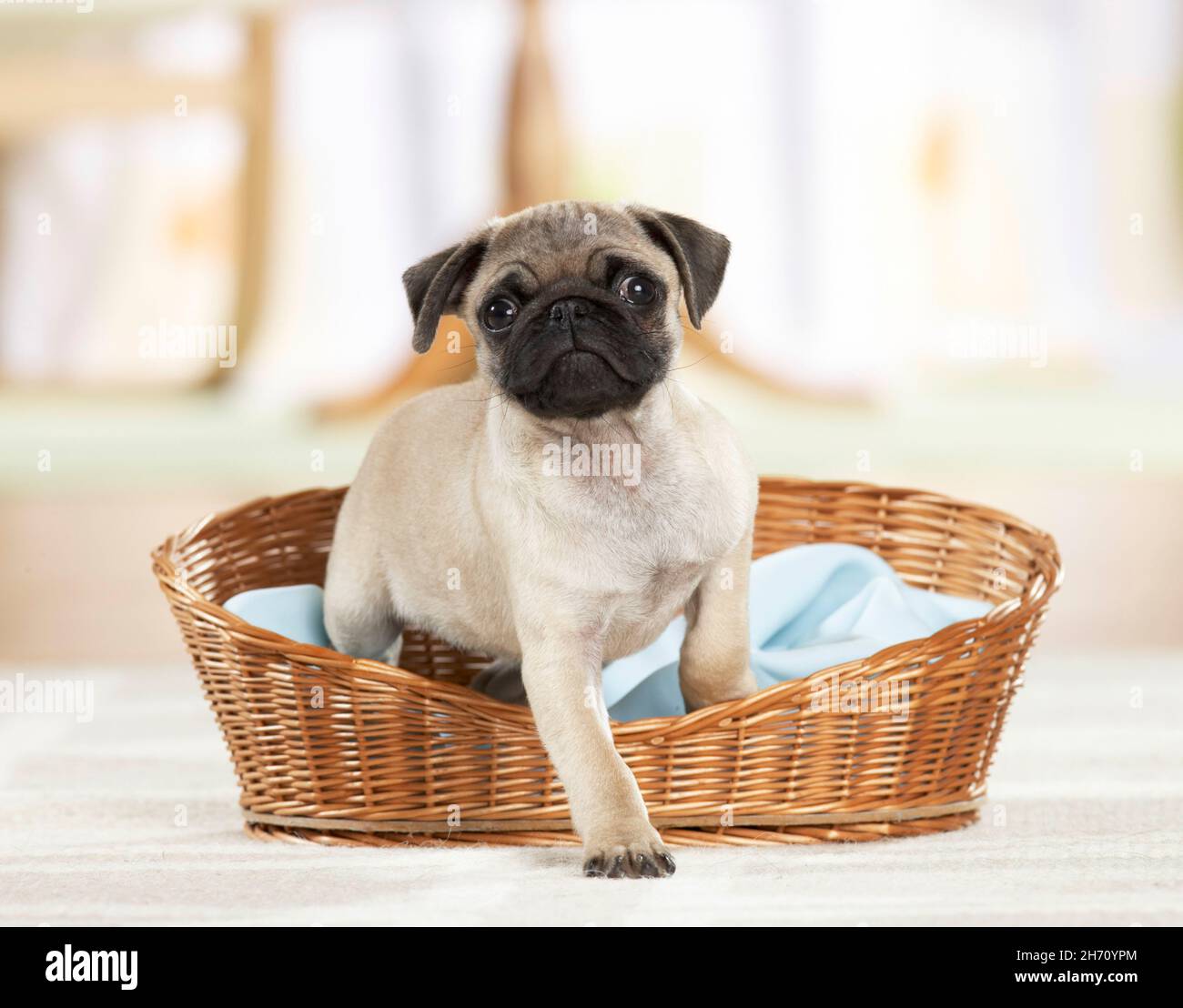 Pug. Puppy leaving its bed in a wicker basket. Germany Stock Photo