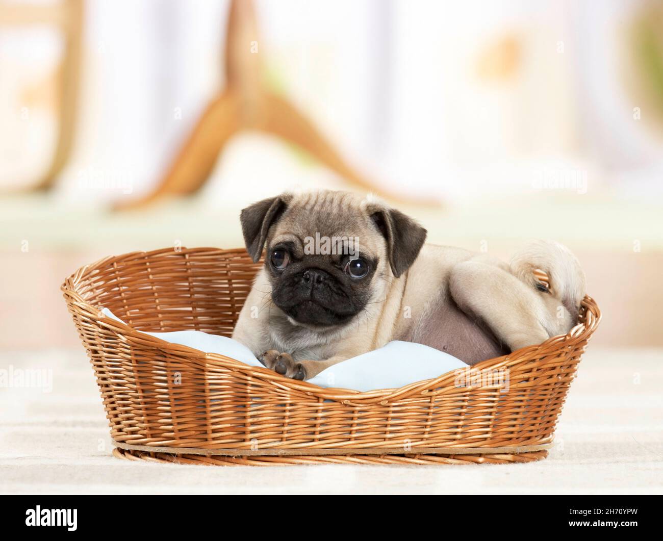 Pug. Puppy lying in a wicker basket. Germany Stock Photo