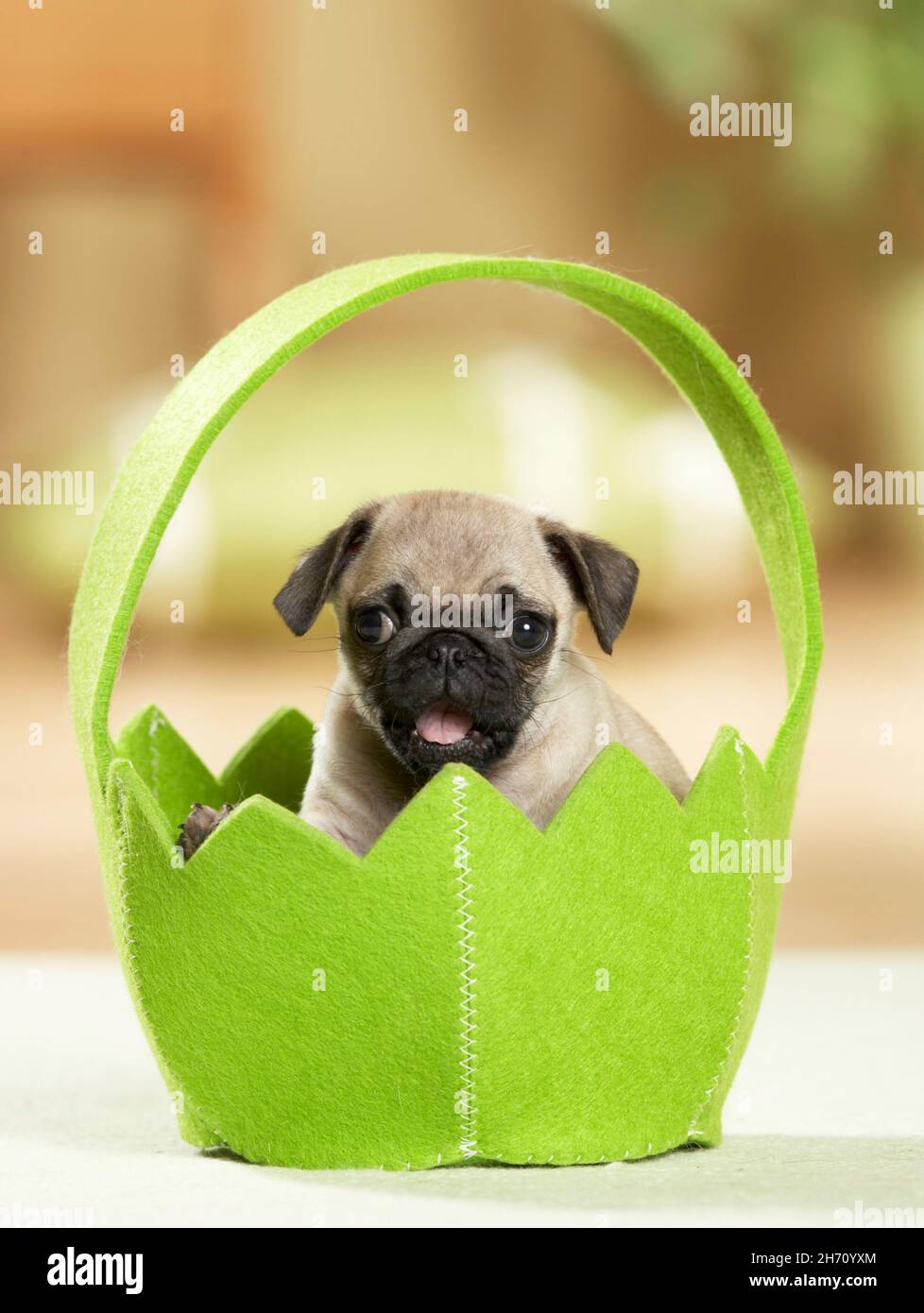 Pug. A puppy in a green felt basket. Germany Stock Photo