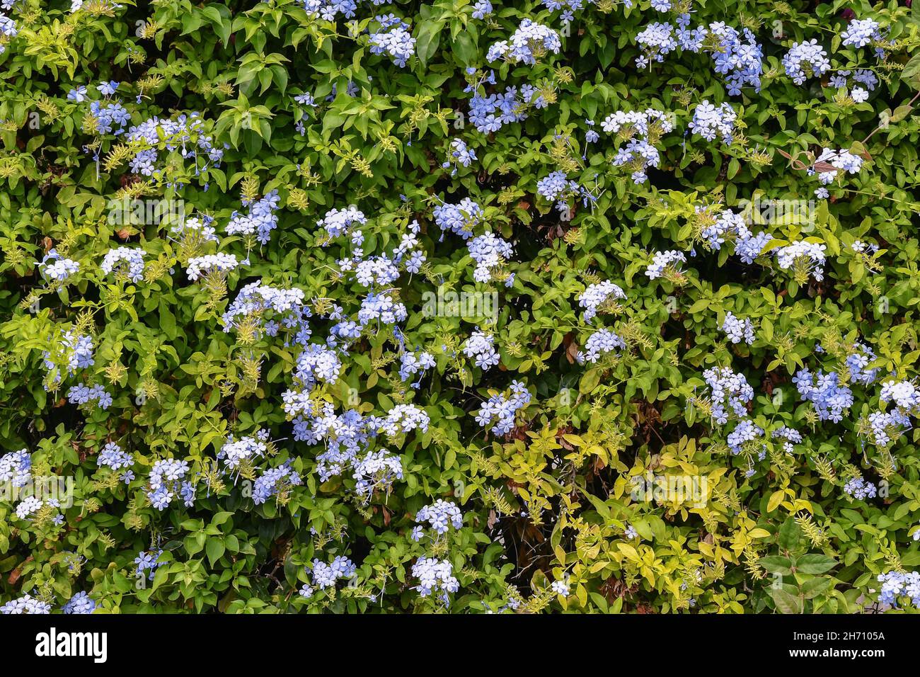 Close-up of a flowering plant of plumbago with blue flowers in summer, Liguria, Italy Stock Photo