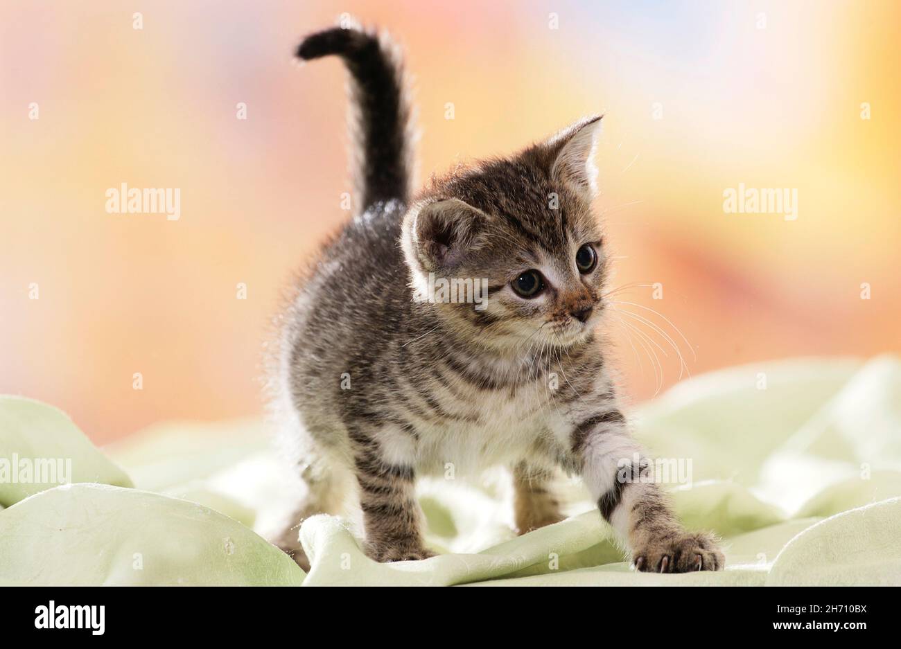 Domestic cat. Tabby kitten walking on a light-green blanket. Germany Stock Photo