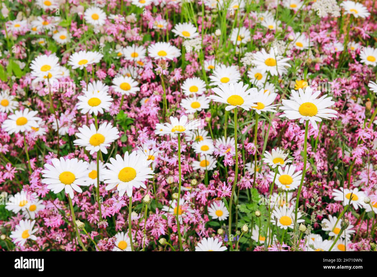 Switzerland daisy flower meadow hires stock photography and images Alamy