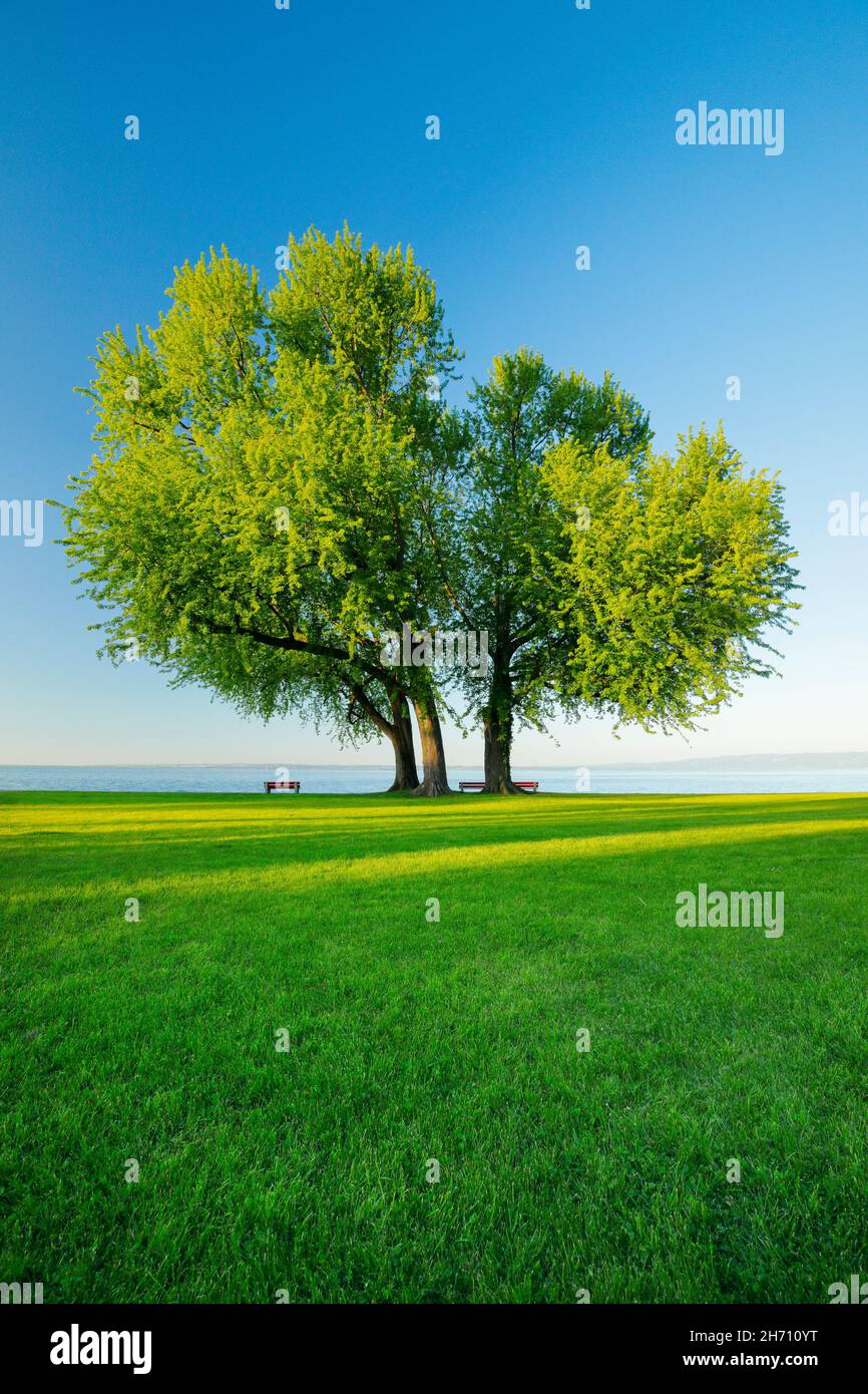 Silver Maple (Acer saccharinum). Benches under large trees on the shore of Lake Constance near Arbon in Thurgau, Switzerland Stock Photo