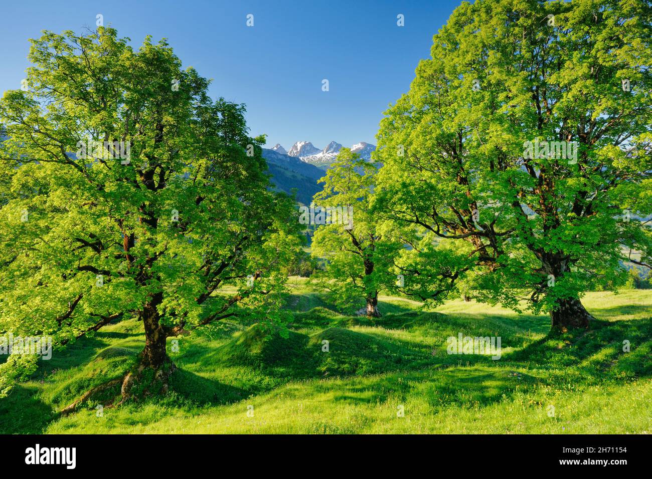 Sycamore maple (Acer pseudoplatanus). Grove in springtime with snow-capped Churfirsten in the background, near Ennetbuehl in Toggenburg, Canton of St. Gallen, Switzerland Stock Photo