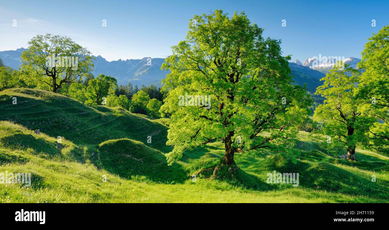 Sycamore maple (Acer pseudoplatanus). Grove in springtime with snow-capped Churfirsten in the background, near Ennetbuehl in Toggenburg, Canton of St. Gallen, Switzerland Stock Photo