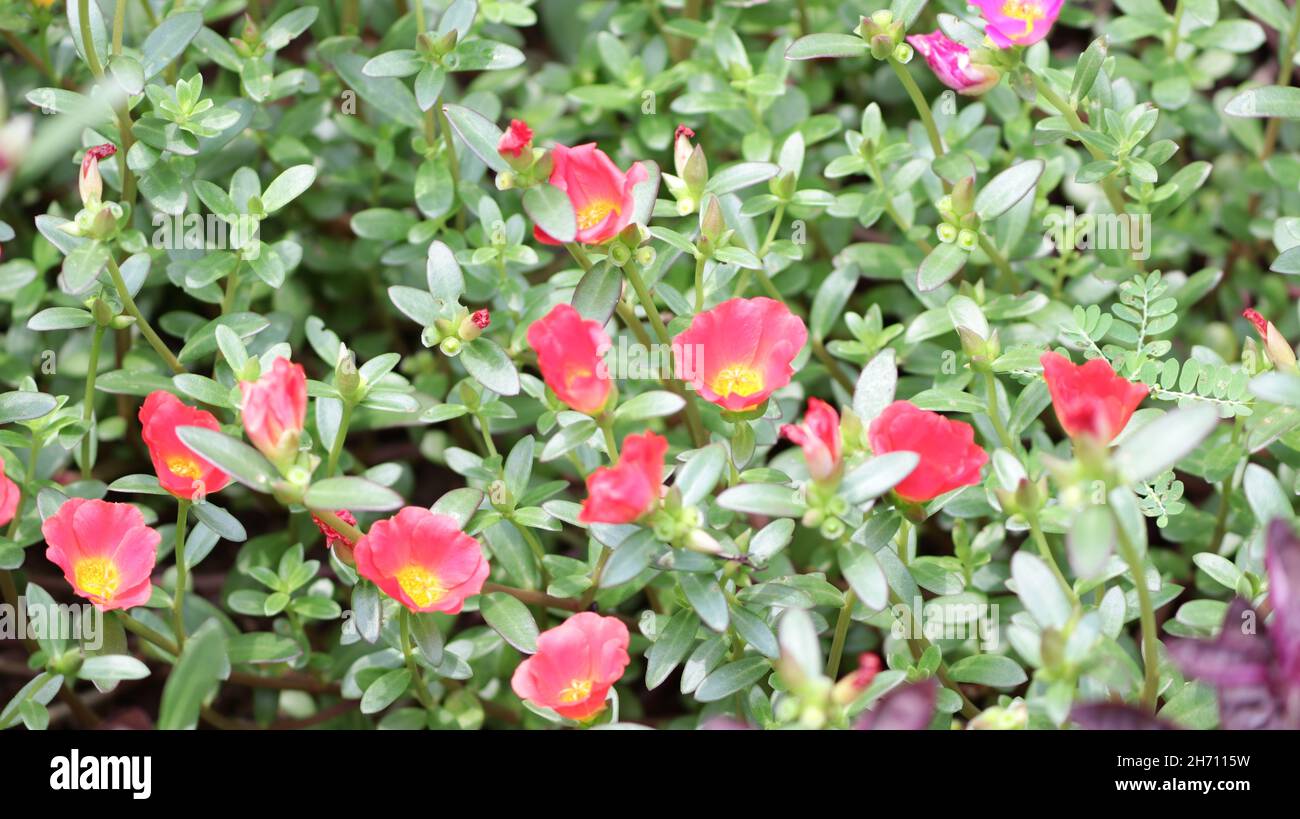 Pink moss-rose flowers in a garden Stock Photo