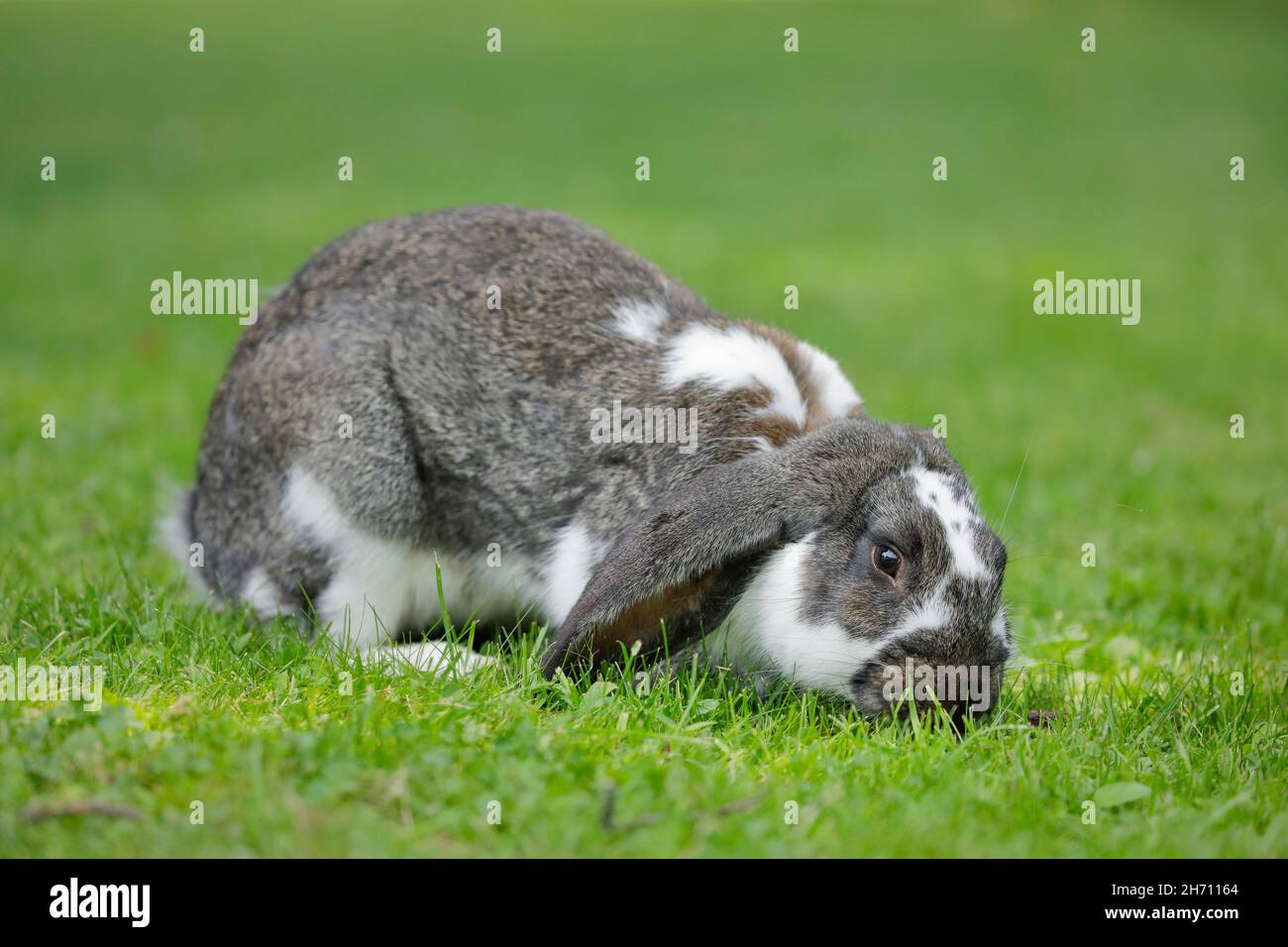 Domestic rabbit. Gray and white piebald loop-eared rabbit eats grass in a meadow, Switzerland Stock Photo
