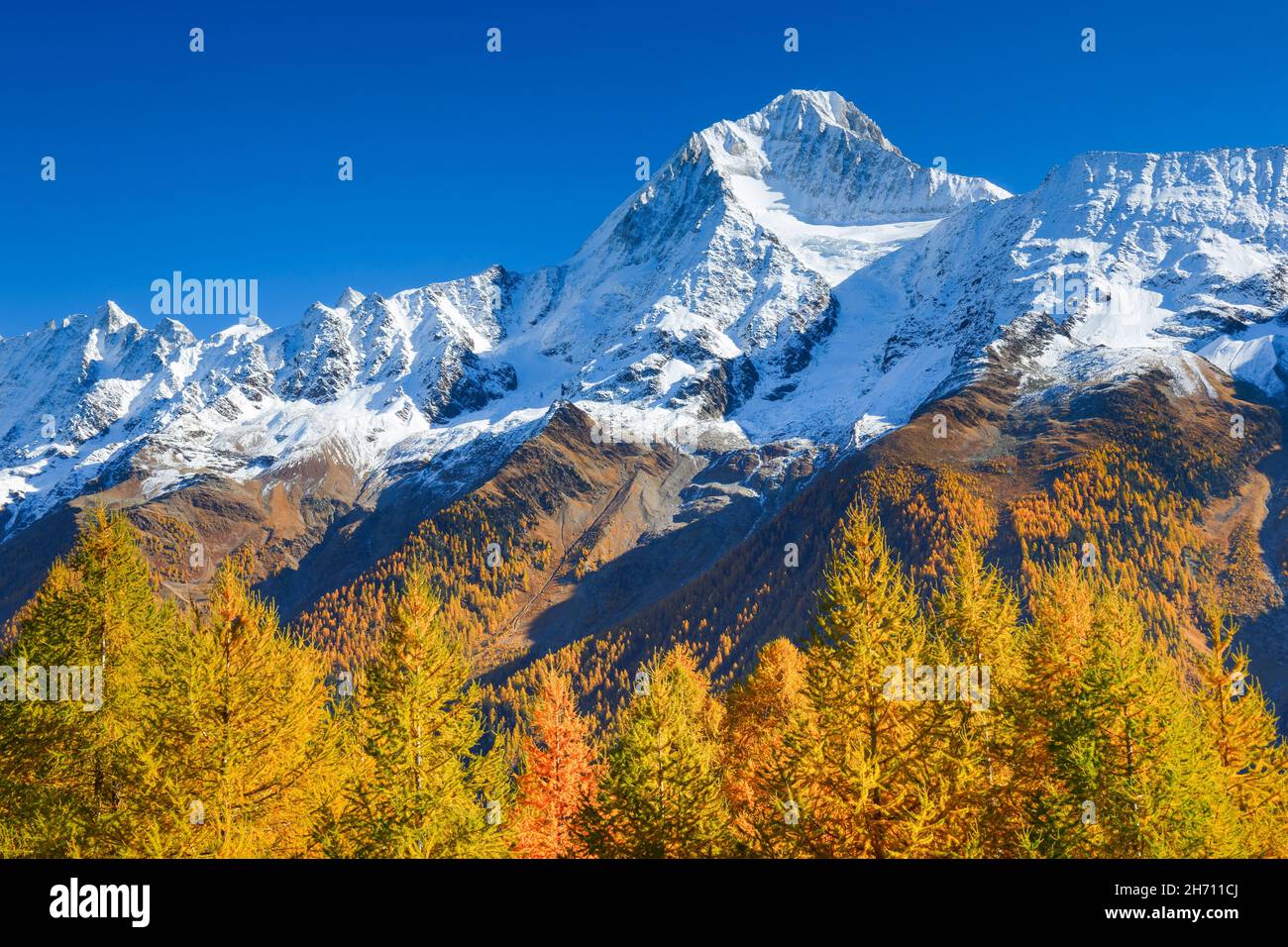 The freshly snow-covered Bietschhorn (3934) in front of golden-yellow larches and under a steel-blue sky in the autumnal Loetschental, Canton of Valais, Switzerland Stock Photo
