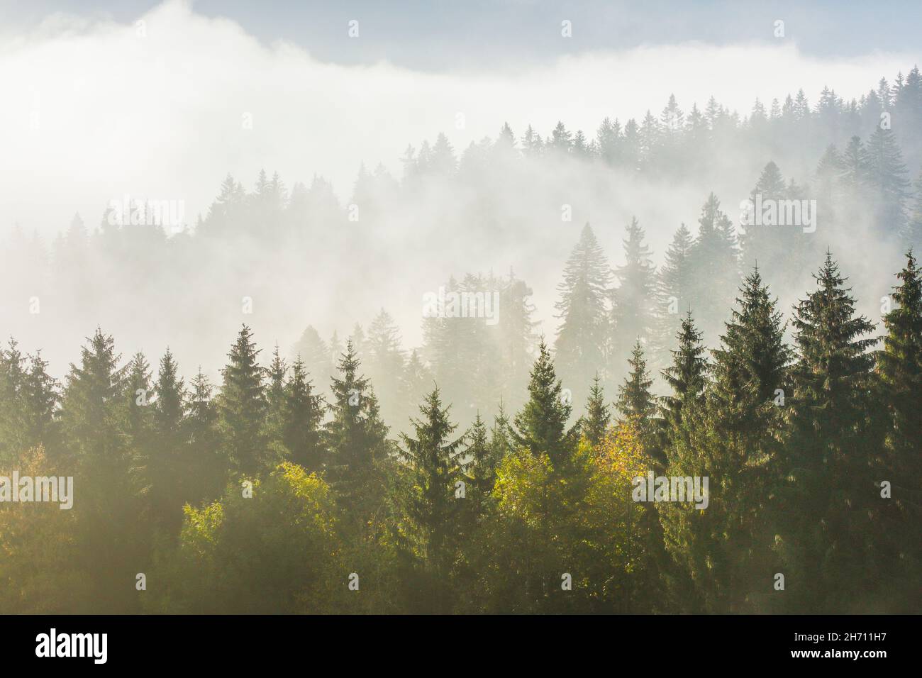 Forest with mist in autumm. Zug, Switzerland Stock Photo