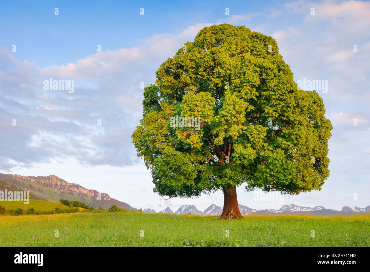 Free-standing green leafy linden tree in the evening light in front of the Churfirsten in Toggenburg, Canton of St. Gallen, Switzerland Stock Photo