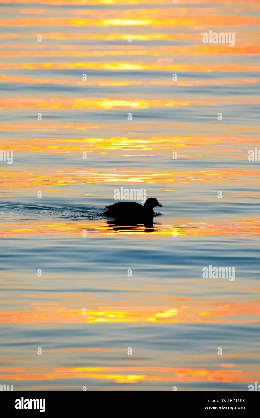 Coot (Fulica atra) silhouetted at dawn,swimming on glittering water. Lake Constance, Switzerland Stock Photo